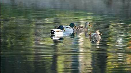 动物唯美鸟类绿头鸭戏水4K视频