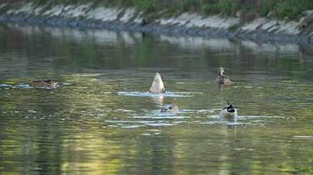 动物唯美鸟类绿头鸭戏水4K视频