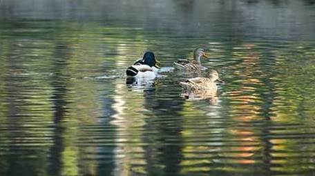 动物唯美鸟类绿头鸭戏水4K视频