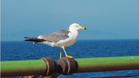 自然简约海鸥鸟类动物实拍