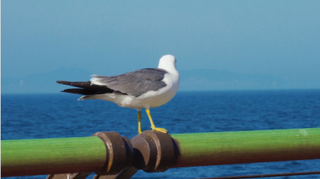 自然简约海鸥鸟类动物实拍