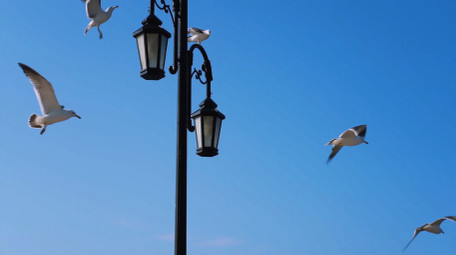 自然简约海鸥鸟类动物实拍