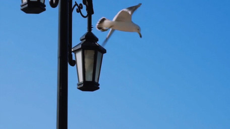 自然简约海鸥鸟类动物实拍
