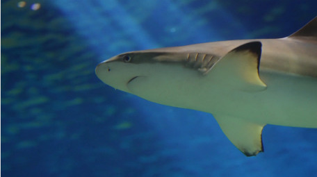 自然动物简约各种海洋生物鱼类实拍