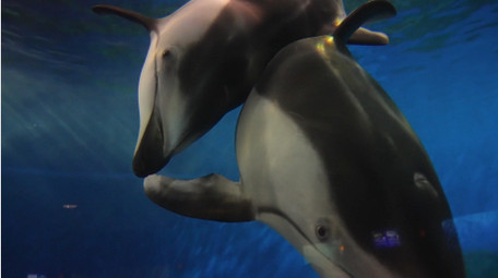 自然动物简约各种海洋生物鱼类实拍