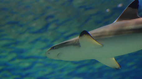 自然动物简约各种海洋生物鱼类实拍