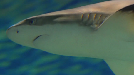 自然动物简约各种海洋生物鱼类实拍