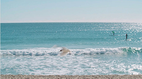 自然海洋实拍唯美小清新大海海鸥视频素材