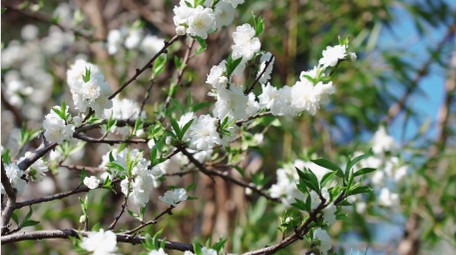 自然唯美白色花朵碧桃植物春天空境实拍
