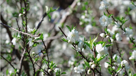 自然唯美白色花朵碧桃植物春天空境实拍