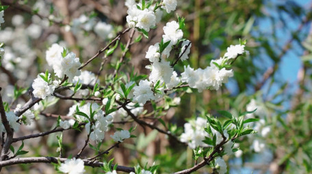 自然唯美白色花朵碧桃植物春天空境实拍
