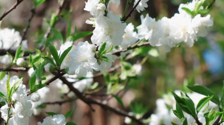 自然唯美白色花朵碧桃植物春天空境实拍