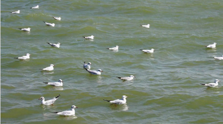 自然简约海鸥湖边飞翔嬉戏鸟类动物实拍