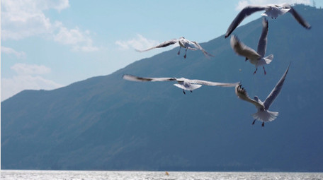 自然简约海鸥湖边飞翔嬉戏鸟类动物实拍