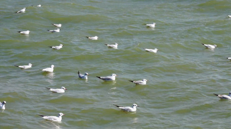 自然简约海鸥湖边飞翔嬉戏鸟类动物实拍