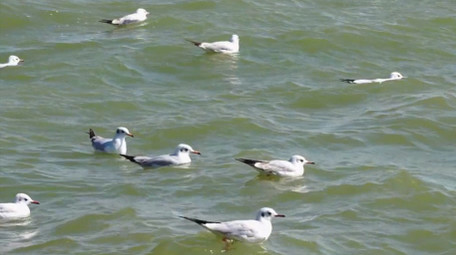 自然简约海鸥湖边飞翔嬉戏鸟类动物实拍