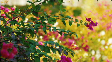 唯美湖边植物花朵风景春天空境实拍