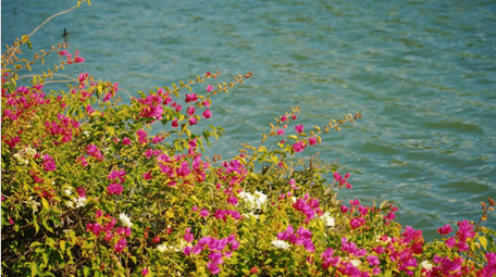 唯美湖边植物花朵风景春天空境实拍