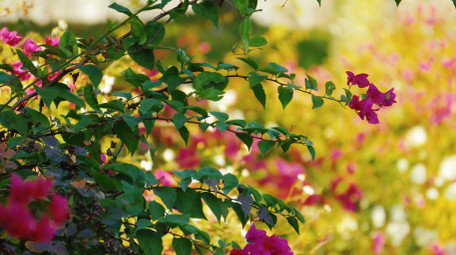 唯美湖边植物花朵风景春天空境实拍