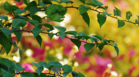 唯美湖边植物花朵风景春天空境实拍