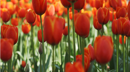 唯美植物红色郁金香花朵春天风景实拍