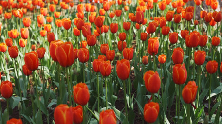 唯美植物红色郁金香花朵春天风景实拍