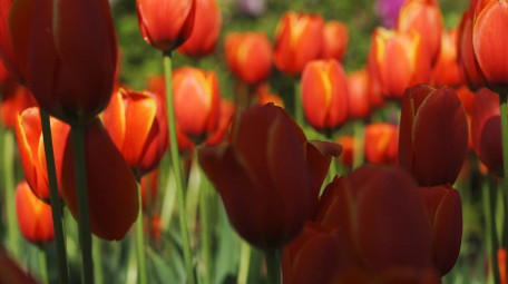 唯美植物红色郁金香花朵春天风景实拍