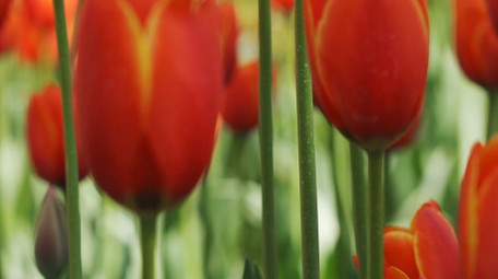 唯美植物红色郁金香花朵春天风景实拍