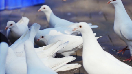 简约白色鸽子进食鸟类动物实拍