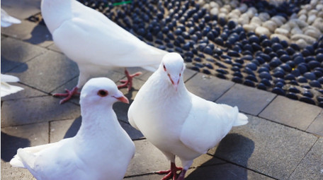 简约白色鸽子进食鸟类动物实拍