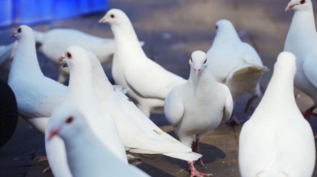 简约白色鸽子进食鸟类动物实拍