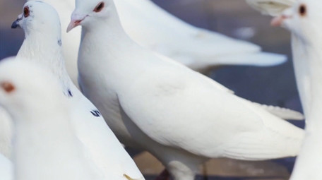 简约白色鸽子进食鸟类动物实拍