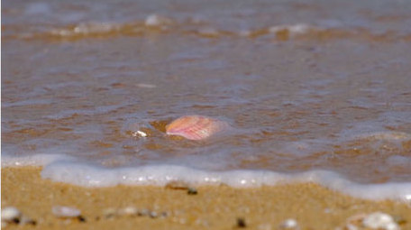 沙滩贝壳海边浪花波浪大海自然海洋实拍