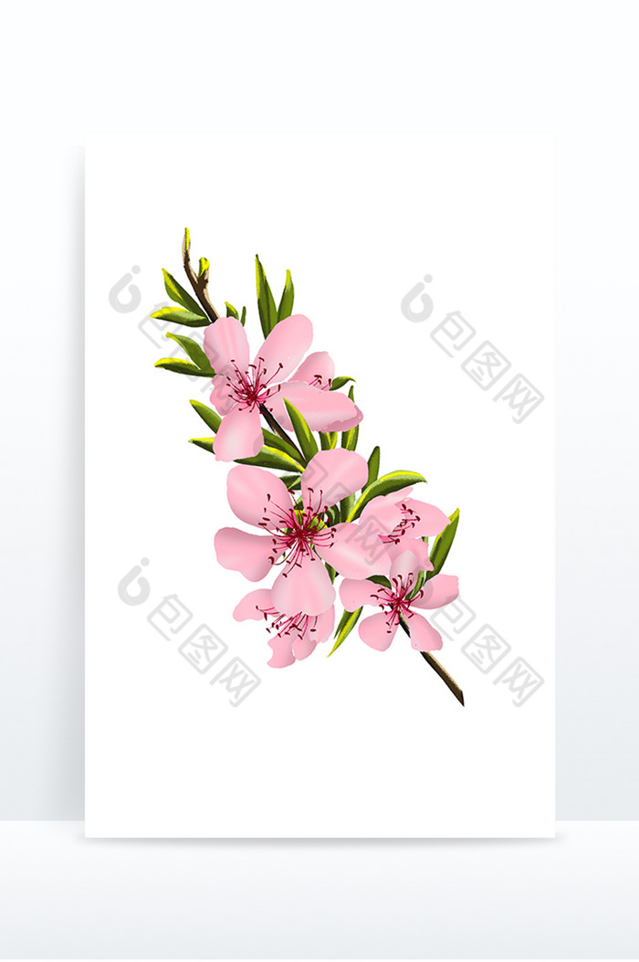 春天桃花植物节气图片图片
