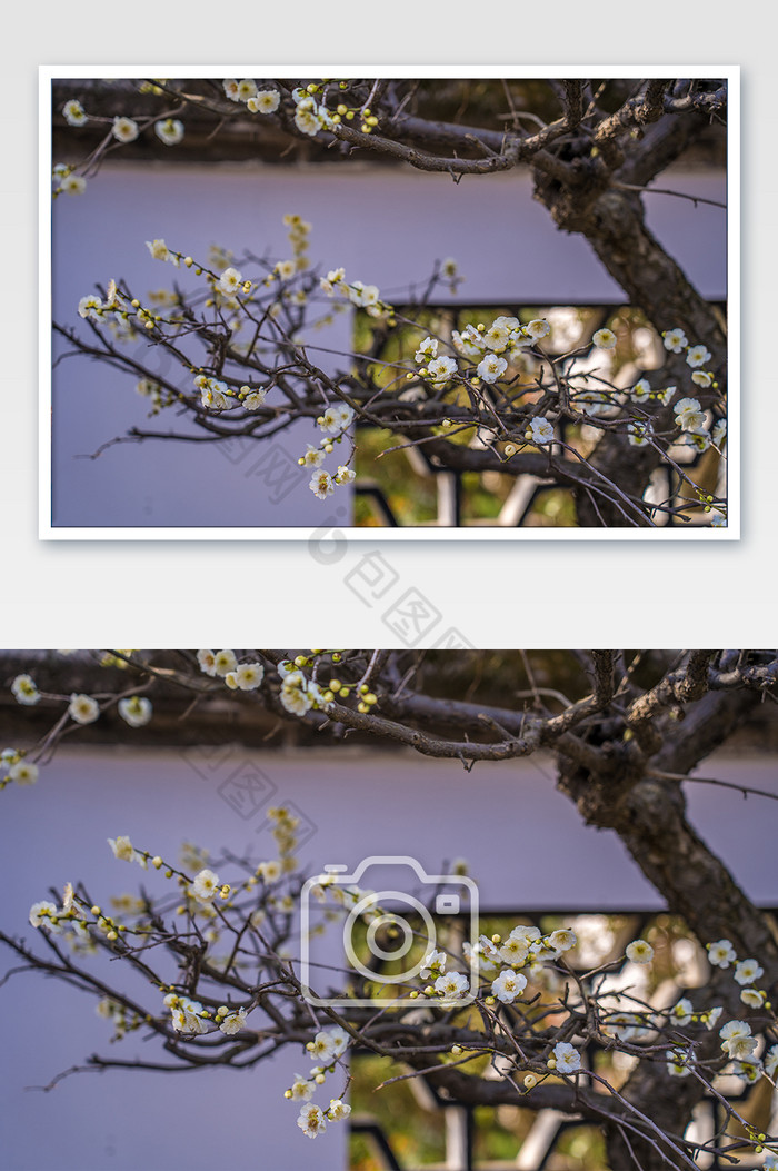 春天刚盛开的腊梅的摄影图片图片