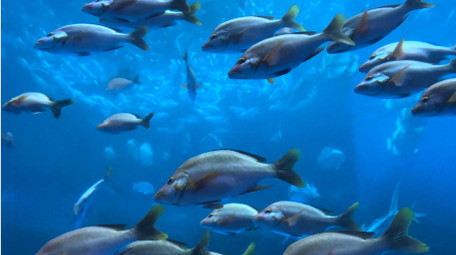 动物海洋生物海洋鱼类4K实拍