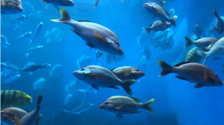 动物海洋生物海洋鱼类4K实拍