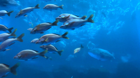 动物海洋生物海洋鱼类4K实拍