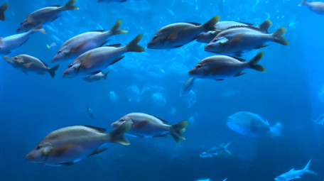 动物海洋生物海洋鱼类4K实拍