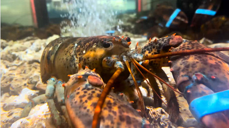 动物大龙虾新鲜食材4K实拍