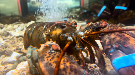 动物大龙虾新鲜食材4K实拍