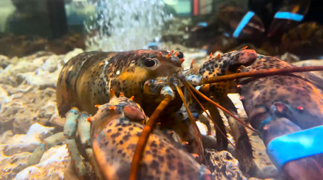 动物大龙虾新鲜食材4K实拍