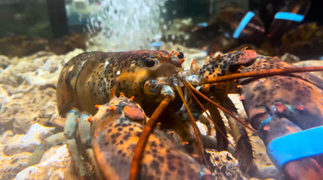 动物大龙虾新鲜食材4K实拍