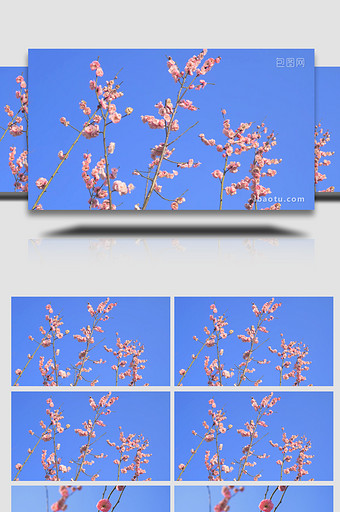 植物春天风景春暖花开粉色梅花开放4K实拍图片