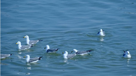 唯美海鸥迎风飞翔海鸥盘旋大海自然海洋实拍