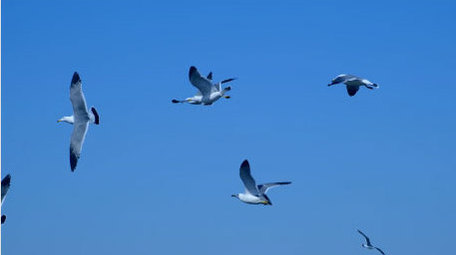 唯美海鸥迎风飞翔海鸥盘旋大海自然海洋实拍