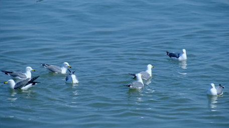 唯美海鸥迎风飞翔海鸥盘旋大海自然海洋实拍