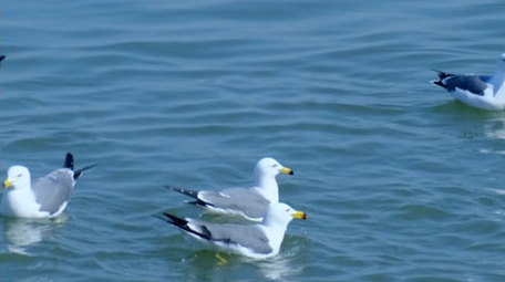 唯美海鸥迎风飞翔海鸥盘旋大海自然海洋实拍