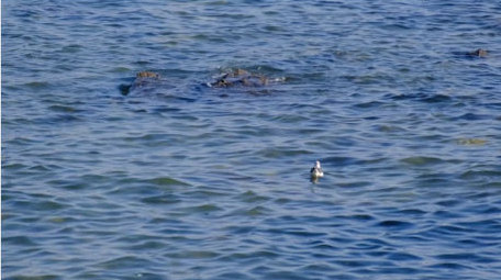 海中礁石海浪拍打海鸥海面自然海洋实拍素材