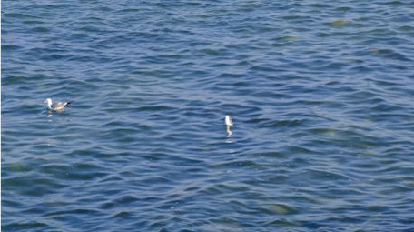 海中礁石海浪拍打海鸥海面自然海洋实拍素材